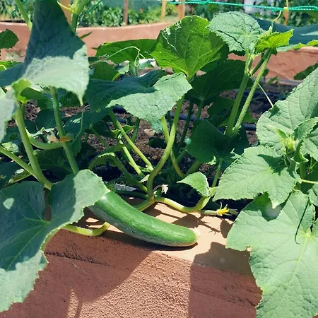 Alestamarmarisapart 公寓 希萨勒尼