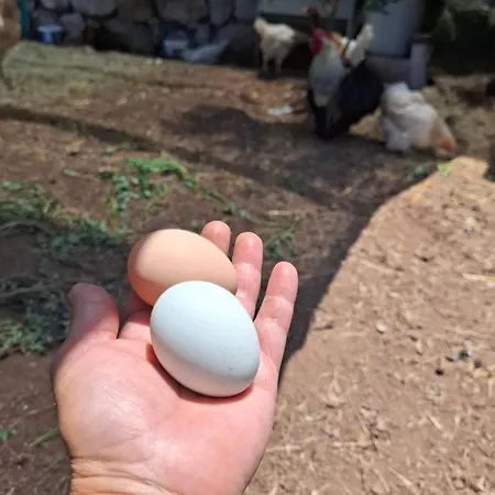 Alestamarmarisapart *