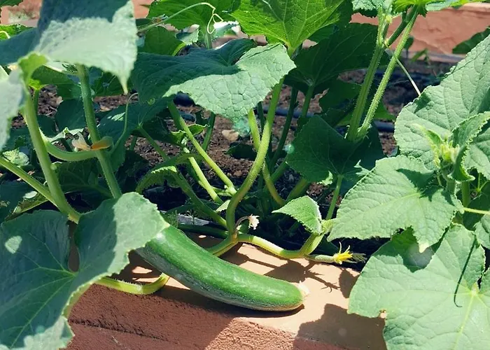 Alestamarmarisapart Apartmán Hisaronu